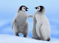 pic for Baby Penguins 